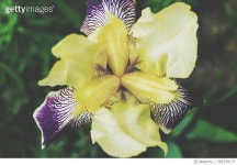 705335177 | 게티이미지코리아 | Close-Up Of Yellow Flower Royalty-Free 이미지