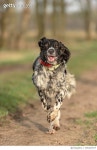 705347677 | 게티이미지코리아 | Close-Up Of Dog Running Royalty-Free 이미지
