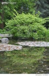 707499857 | 게티이미지코리아 | Plants By Pond At Park Royalty-Free 이미지