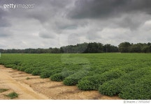 707522547 | 게티이미지코리아 | Scenic View Of Field Against Cloudy Sky Royalty-Free 이미지