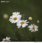 707527517 | 게티이미지코리아 | Close-Up Of Flowers Against Blurred Background Royalty-Free 이미지