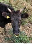 707535881 | 게티이미지코리아 | Portrait Of Cow With Tag Standing On Grass Royalty-Free 이미지