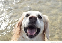 707540821 | 게티이미지코리아 | Close-Up Portrait Of Dog In Water Royalty-Free 이미지