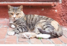 707543689 | 게티이미지코리아 | Portrait Of Cat Sitting Against Wall Royalty-Free 이미지