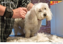 707550061 | 게티이미지코리아 | Midsection Of Groomer Trimming Maltese Dog At Pet Grooming Salon Royalty-Free 이미지