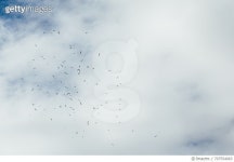 707554063 | 게티이미지코리아 | Low Angle View Of Birds Flying In Cloudy Sky Royalty-Free 이미지