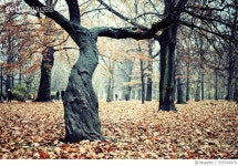 707554979 | 게티이미지코리아 | Trees On Field With Dry Leaves Royalty-Free 이미지