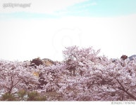 707567465 | 게티이미지코리아 | Low Angle View Of Flowers On Branch Royalty-Free 이미지