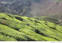 707570703 | 게티이미지코리아 | Scenic View Of Agricultural Field Royalty-Free 이미지