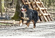 707589849 | 게티이미지코리아 | Close Up Of Dog Running Royalty-Free 이미지