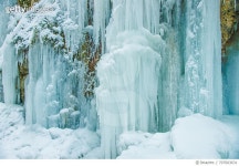 707603631 | 게티이미지코리아 | Snow Covered Trees In Forest Royalty-Free 이미지