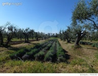 709181855 | 게티이미지코리아 | Scenic View Of Field Against Clear Blue Sky Royalty-Free 이미지