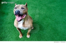 709181861 | 게티이미지코리아 | Portrait Of A Dog Royalty-Free 이미지