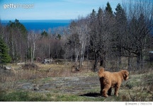 709211731 | 게티이미지코리아 | View Of Dog In Forest Royalty-Free 이미지