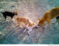 709227187 | 게티이미지코리아 | Four Stray Dogs Royalty-Free 이미지