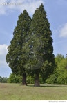 629249174 | 게티이미지코리아 | The three giant sequoia trees Royalty-Free 이미지