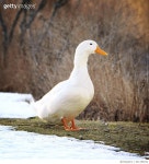 641198764 | 게티이미지코리아 | Pekin Duck in Snow at Brightwaters Royalty-Free 이미지