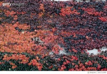 641721866 | 게티이미지코리아 | Wild grape (Vitis vinifera subsp. sylvestris) growing on a wall Royalty-Free 이미지