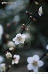 646411396 | 게티이미지코리아 | Plum Blossoms Royalty-Free 이미지