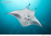 647881944 | 게티이미지코리아 | Manta Ray in the Maldives Royalty-Free 이미지