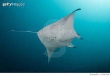 647881990 | 게티이미지코리아 | Manta Ray in the Maldives Royalty-Free 이미지