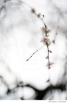 648220584 | 게티이미지코리아 | White weeping plum blossoms Royalty-Free 이미지