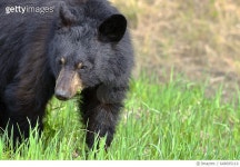 648695110 | 게티이미지코리아 | AMERICAN BLACK BEAR CUB, ALASKA HIGHWAY Royalty-Free 이미지