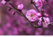 649236432 | 게티이미지코리아 | Plum Blossoms Royalty-Free 이미지