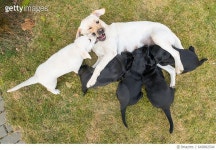 649882544 | 게티이미지코리아 | Labrador retriever mother with her puppies Royalty-Free 이미지
