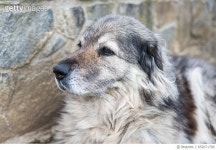 652671790 | 게티이미지코리아 | Portrait of a dog of the breed Karst Shepherd dog in the yard Royalty-Free 이미지