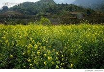 653533982 | 게티이미지코리아 | Field of flowering rape Royalty-Free 이미지