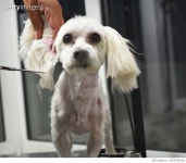 653766360 | 게티이미지코리아 | Woman grooming white Maltese dog Royalty-Free 이미지
