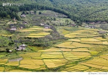 653772150 | 게티이미지코리아 | Rice Fields in Paro Royalty-Free 이미지