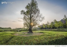 655066422 | 게티이미지코리아 | Sun and autumn colored tree Royalty-Free 이미지