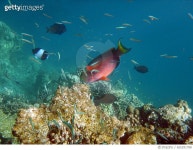 655291788 | 게티이미지코리아 | Red Parrotfish on the Coral Reef of Biyadhoo Island, Maldives Royalty-Free 이미지