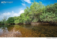 655818478 | 게티이미지코리아 | River in mangrove forest Royalty-Free 이미지