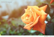 655927478 | 게티이미지코리아 | Orange rose with sunbeam Royalty-Free 이미지