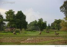 651787268 | 게티이미지코리아 | miscellaneous in rural south Laos Royalty-Free 이미지
