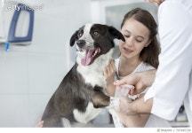 707445729 | 게티이미지코리아 | Dog in veterinary clinic receiving a bandage Royalty-Free 이미지