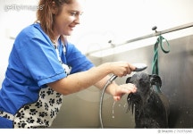 713772243 | 게티이미지코리아 | Woman washing dog in pet salon Royalty-Free 이미지