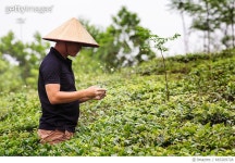 665209728 | 게티이미지코리아 | Vietnamese quality inspector taking pictures of plants with mobile phone Royalty-Free 이미지