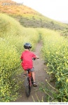 668783120 | 게티이미지코리아 | Boy Riding Away Through Yellow Flowers Royalty-Free 이미지