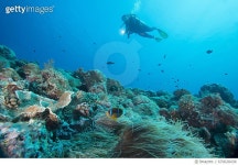 670628438 | 게티이미지코리아 | Clarks anemonefish and Diver - Palau Royalty-Free 이미지