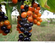 713841091 | 게티이미지코리아 | Close-Up Of Grapes In Vineyard Royalty-Free 이미지