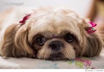 713844859 | 게티이미지코리아 | Close-Up Portrait Of Dog Royalty-Free 이미지