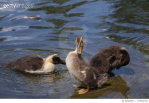 713868383 | 게티이미지코리아 | Close-Up Of Ducklings Swimming In Lake Royalty-Free 이미지