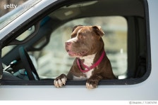 713874795 | 게티이미지코리아 | Close-Up Of Dog In Car Royalty-Free 이미지