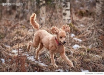 713874903 | 게티이미지코리아 | View Of Dog Running In Forest Royalty-Free 이미지