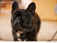 713875079 | 게티이미지코리아 | Portrait Of A French Bulldog Royalty-Free 이미지