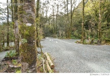 713879129 | 게티이미지코리아 | Gravel Road Amidst Trees In Forest Royalty-Free 이미지